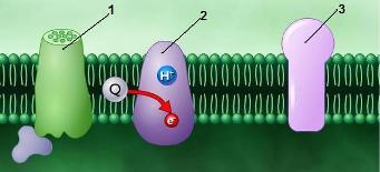 particula CF.JPG